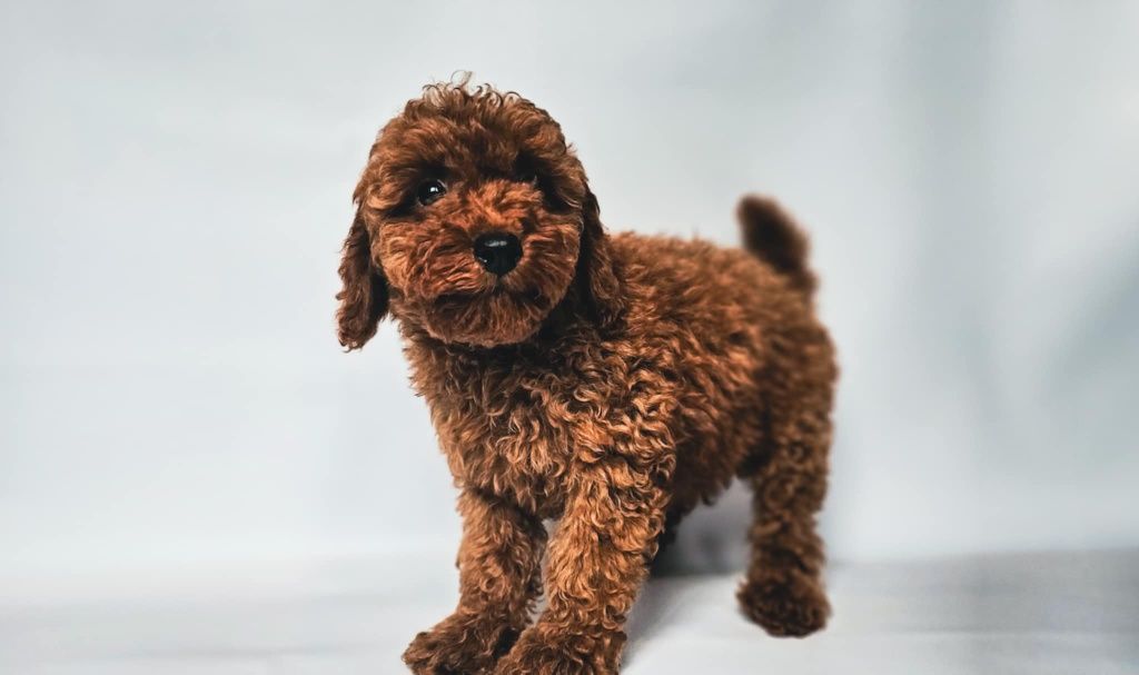Pudel toy piesek Kosmo