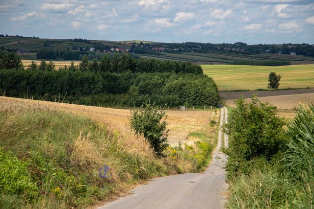 Las bukowy , brzozowy , i inne gatunki