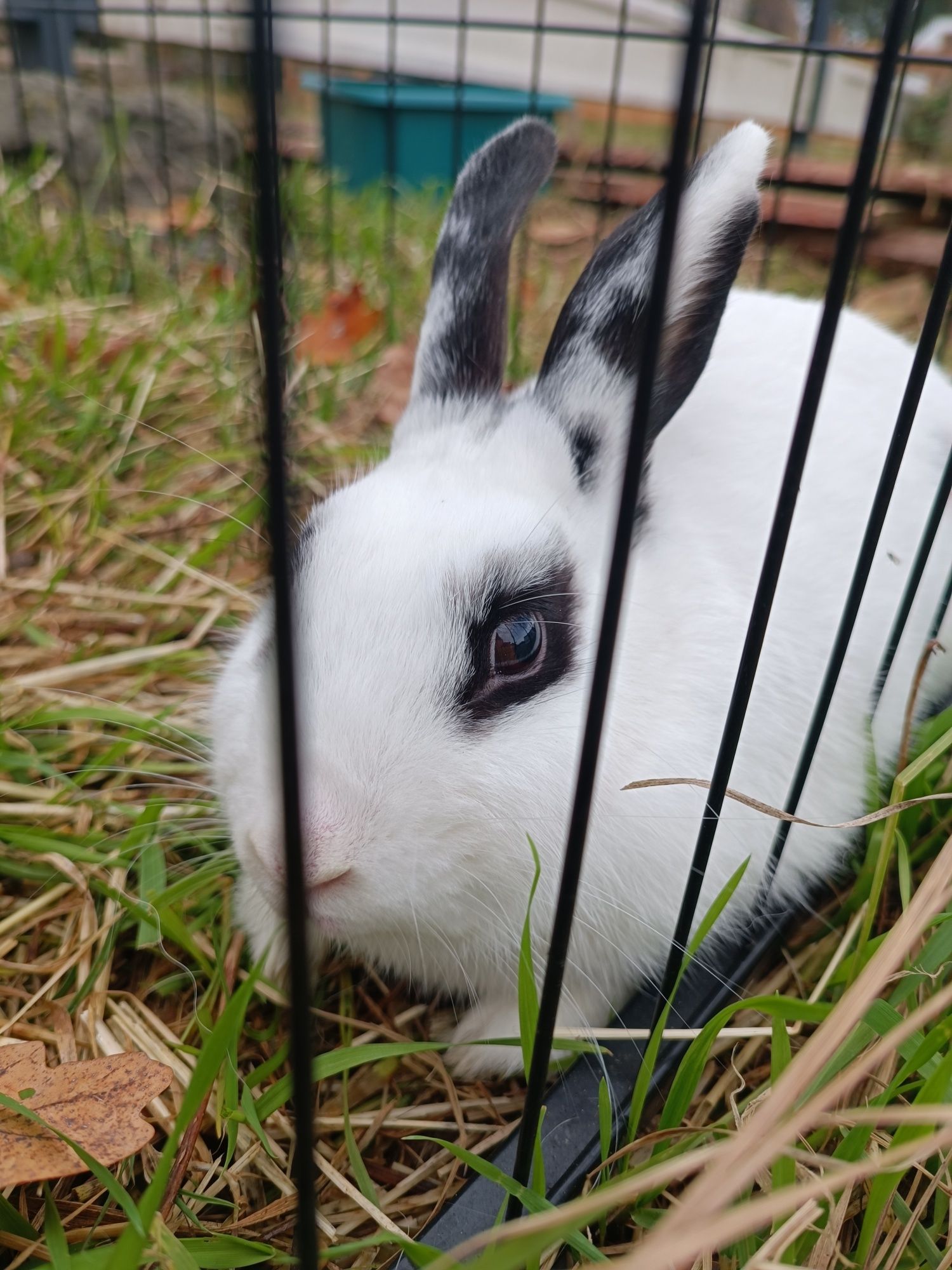 Królikarnia mini zoo kucyk