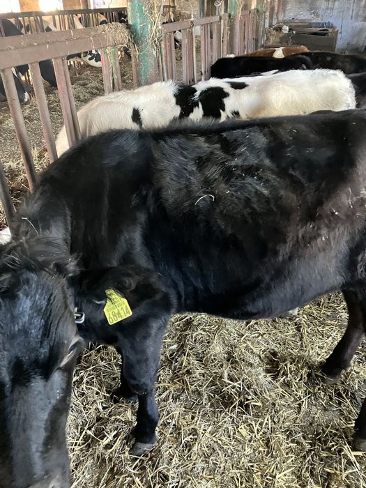 Jałówki Jersey x HO, zacielone.