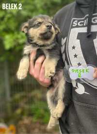 Szczeniak 2,5 miesieczny Belek do adopcji. Docelowo 10 kg