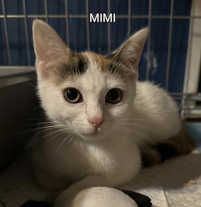 Mimi, Misi i Sisi czekają na domek