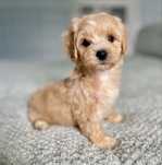 Maltipoo f1 chłopczyk
