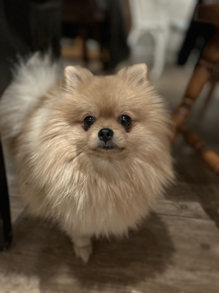Suczka - Szpic miniaturowy pomeranian.