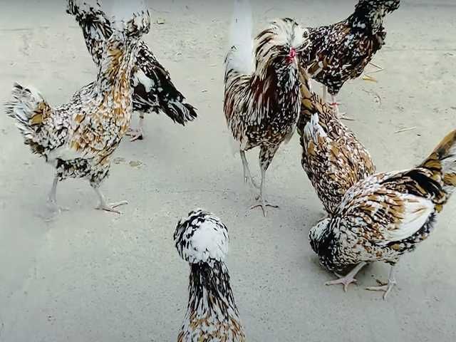 Інкубаційне яйце.(Курчата) Падуан фарфоровий, біле золото. Птиця.