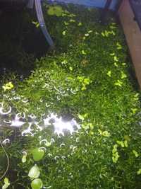 Wygłębka roślinya akwariowa