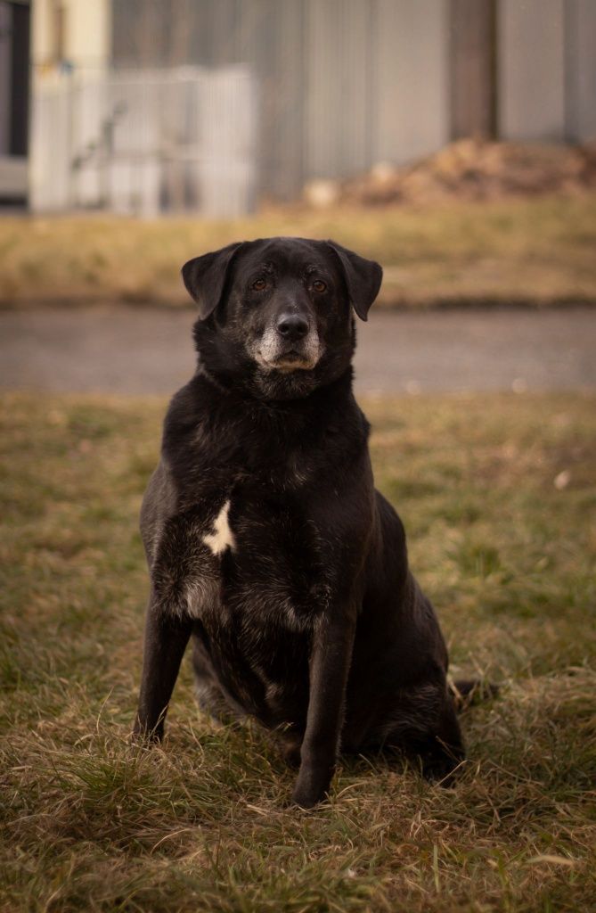Moris- cudowny mix labrador szuka domu