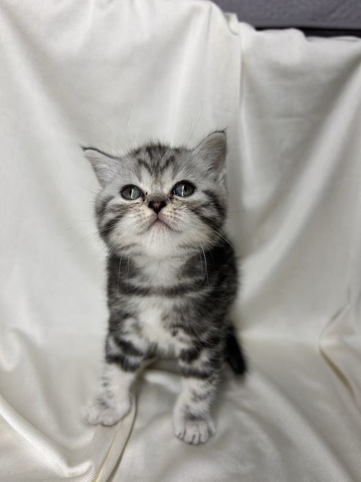 Шотландські кошенята