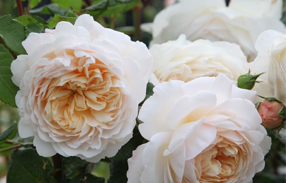 Трояна Крокус Роуз/ Crocus Rose