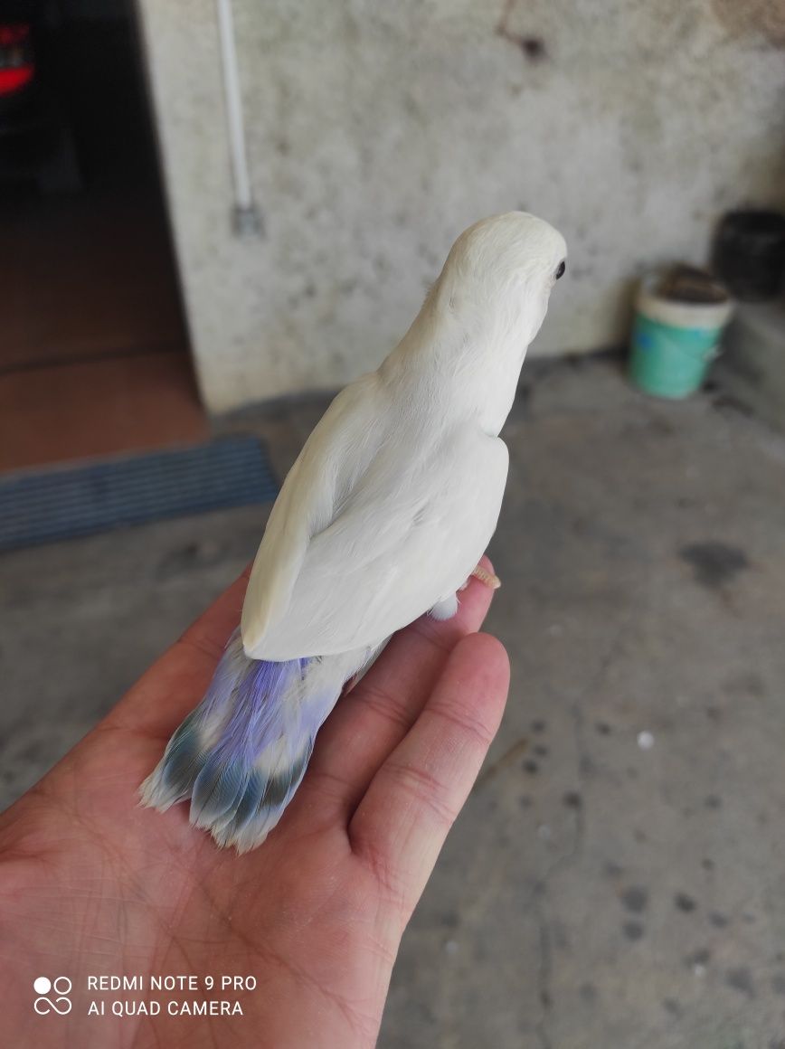 Roseicollis criados á mão