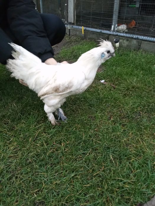 Sprzedam młode koguty mix