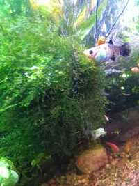 (Mech) Wgłębka wodna (Riccia fluitans) - rośliny akwariowe