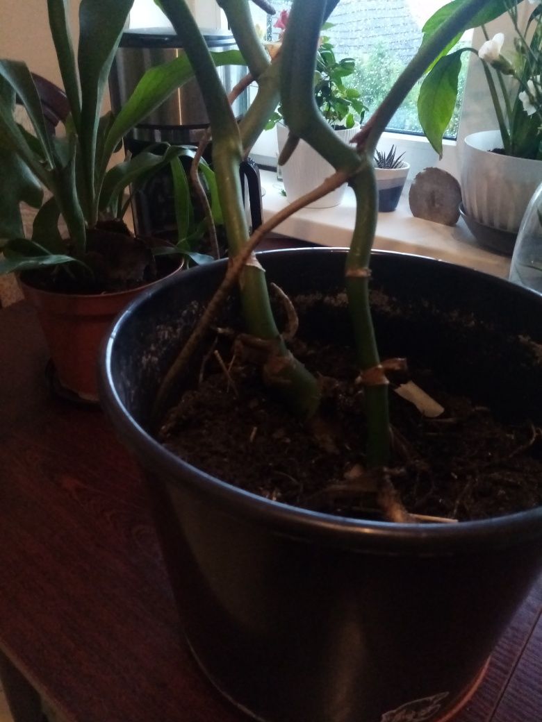 Monstera dziurawa