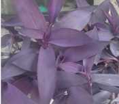 Sekrtezja purpurowa