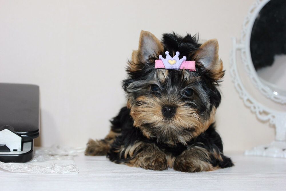 Девочка Йорка