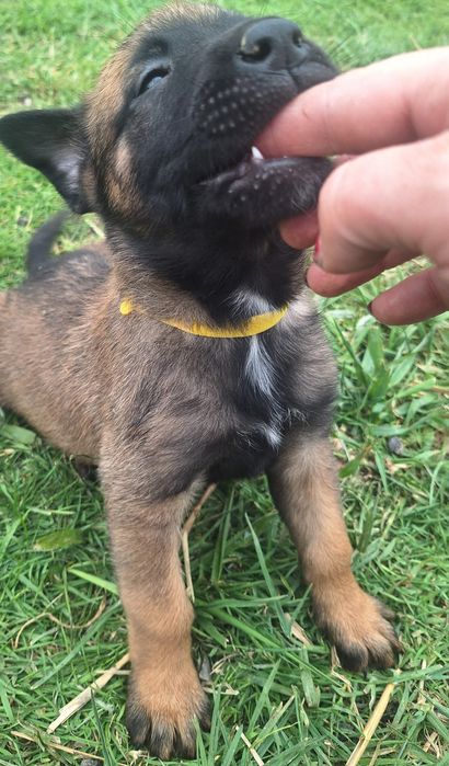 Owczarek belgijski szczeniak