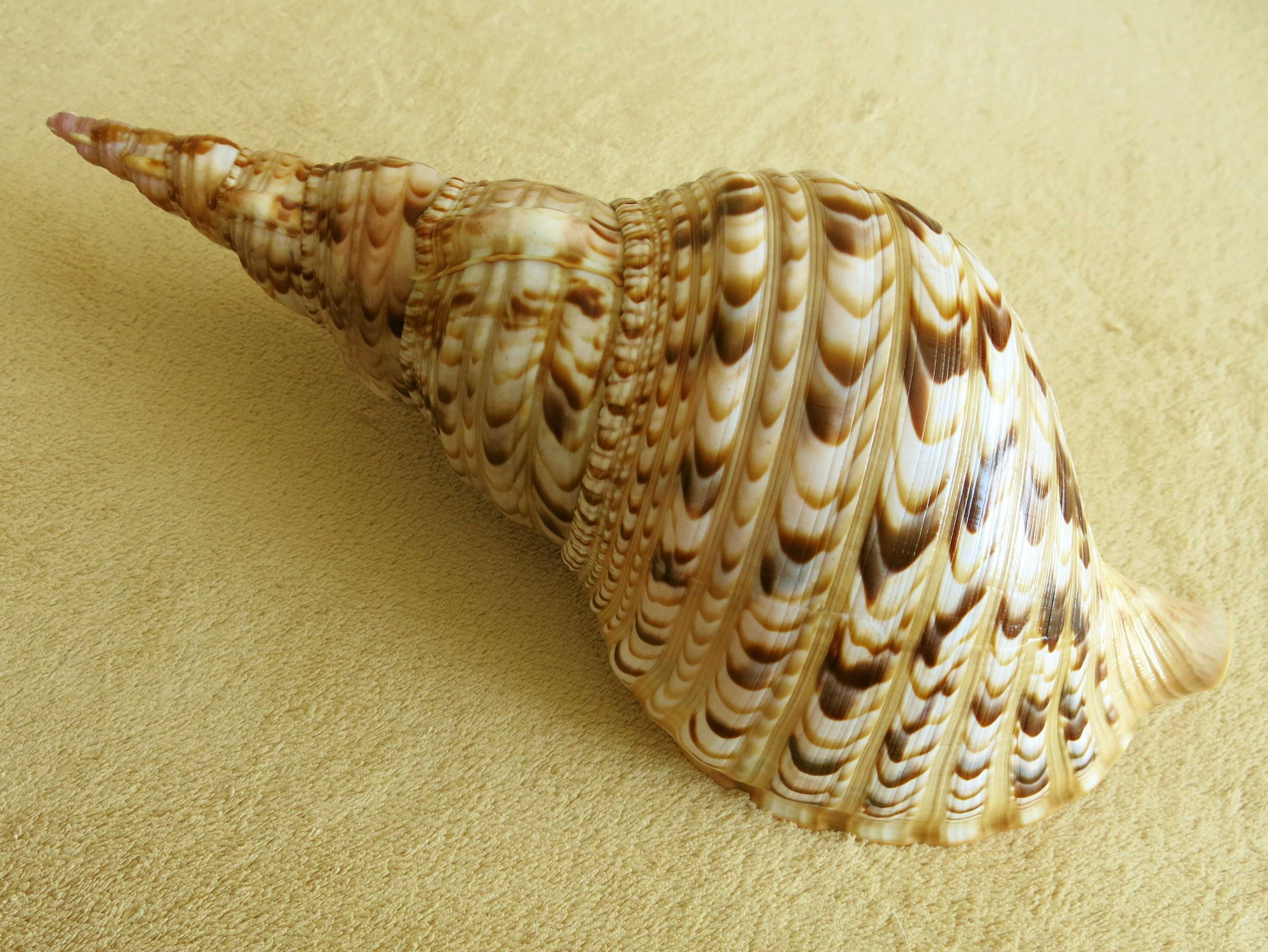 Duża muszla morska, tryton - Charonia tritonis / 299 mm
