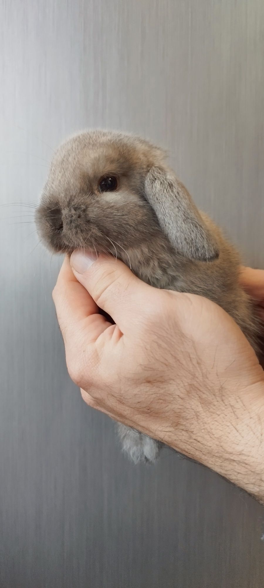 Króloczek miniaturka mini lop hodowla (najlepsza cena)