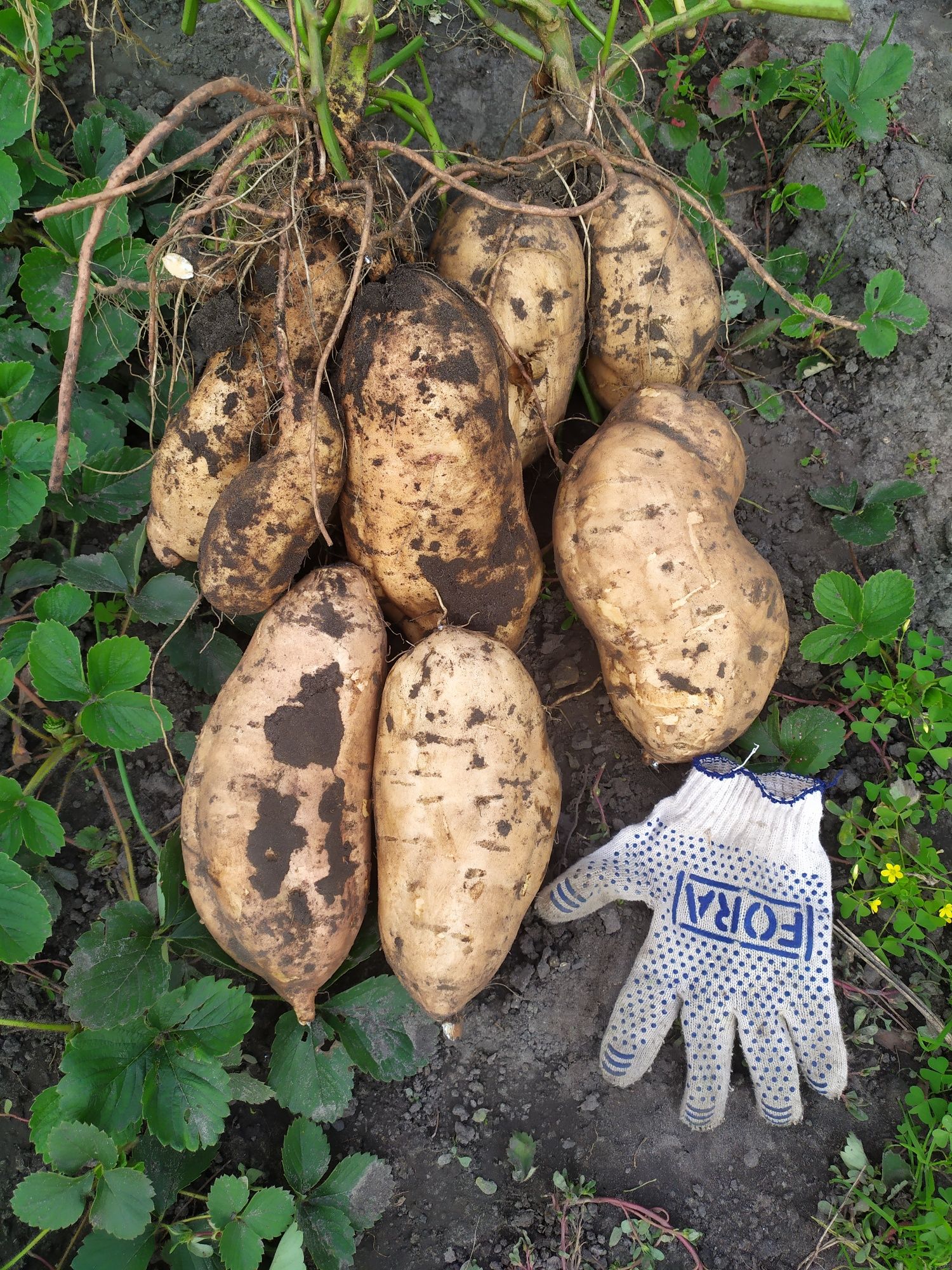 Продам розсаду Батата. Черенки Батата .Маточные клубни Батата.