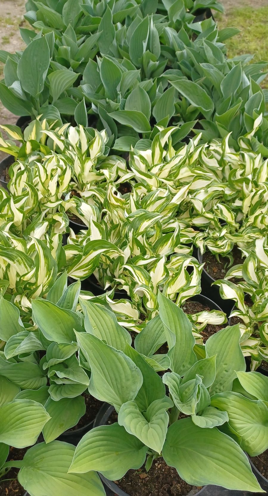 Hosta / Funkia do ogrodu