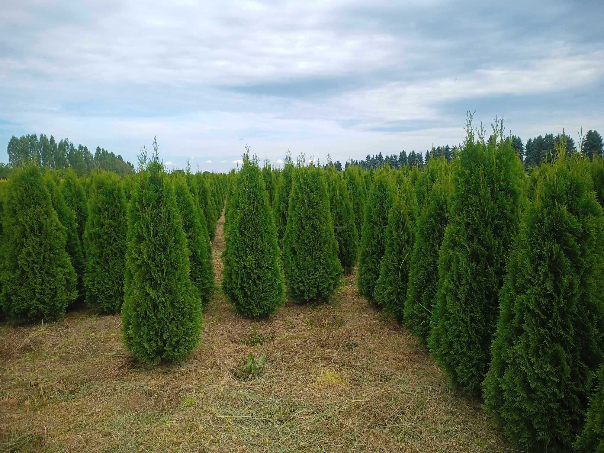 Tuja 'Smaragd' 140-160 cm tuje thuja szmaragd aureospicata kórnik