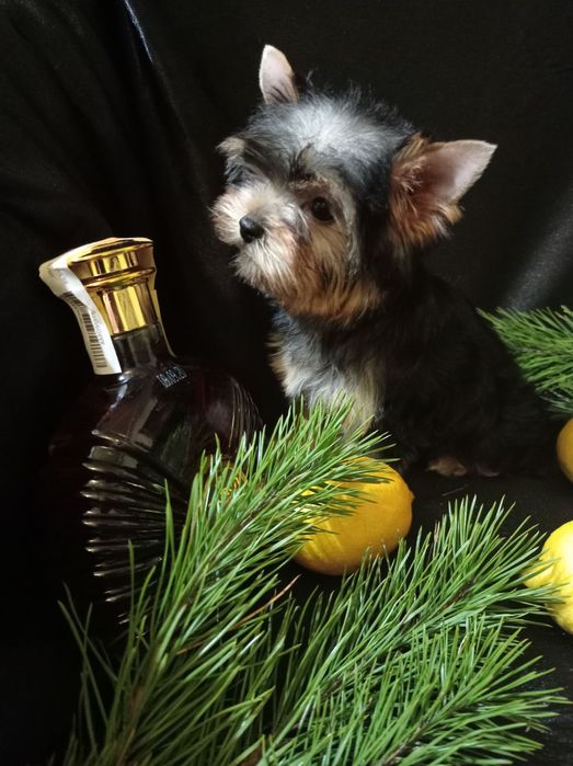 Дівчатка йорка 3міс