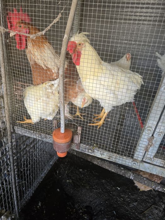 Lerghone poupa ovos azuis