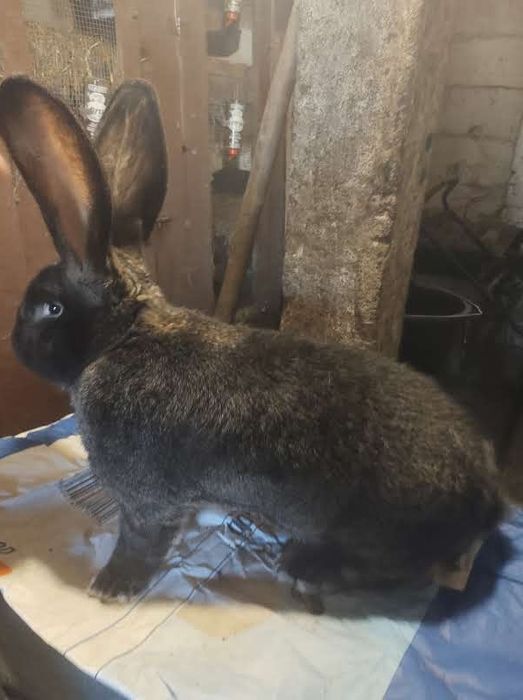 Olbrzym belgijski ZELAZISTY