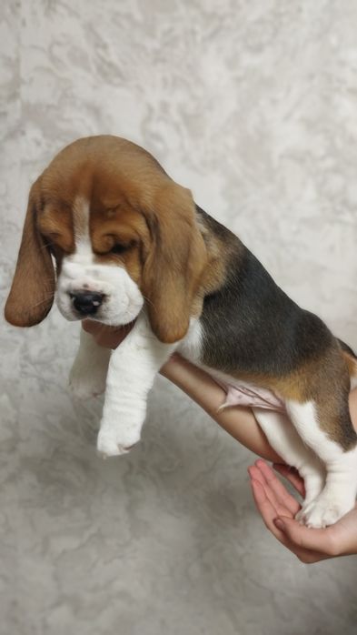 Цуценята породи бігль