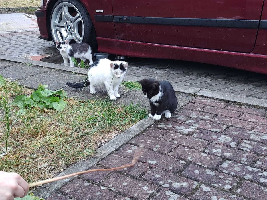 3 małe kociaki szukają przyjaciela