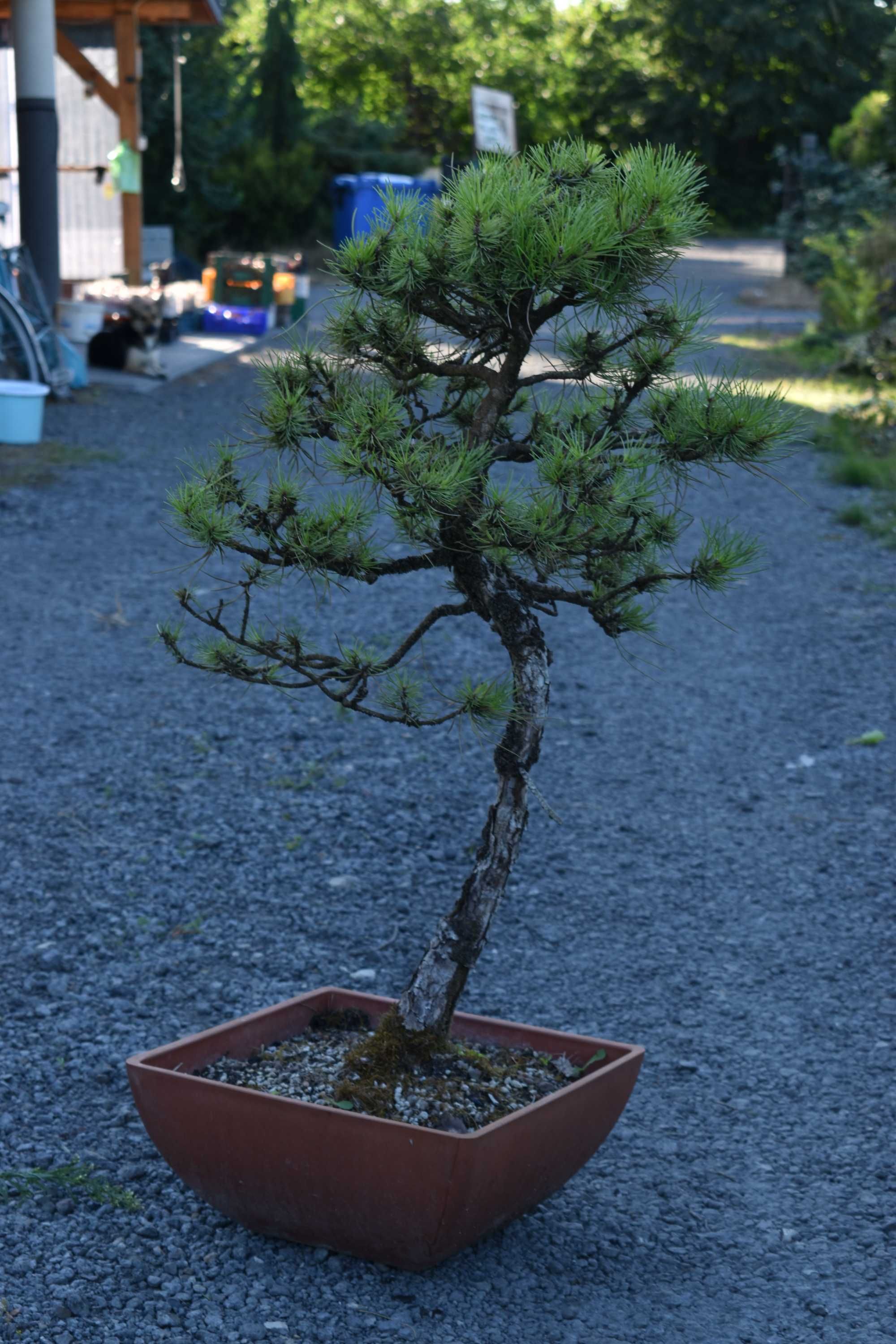 Drzewka Bonsai Wyjątkowa kolekcja (Dostępna Dostawa/Wysyłka)