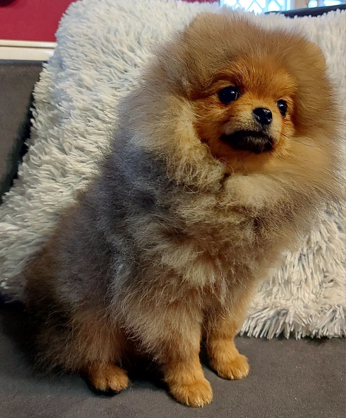 Pomeranian szpic miniaturowy ZkwP FCI