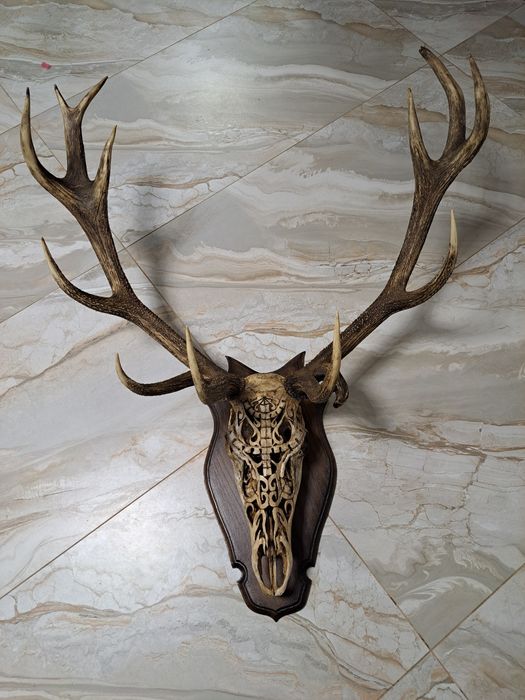 Різблений череп благородного оленя з рогами.