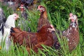 Kury nioski z pierwszym jajkiem ! Rossa Messa Leghorn Dominant !