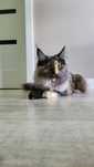 Kotka Maine coon