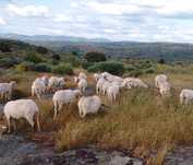 Tosquia de ovelhas