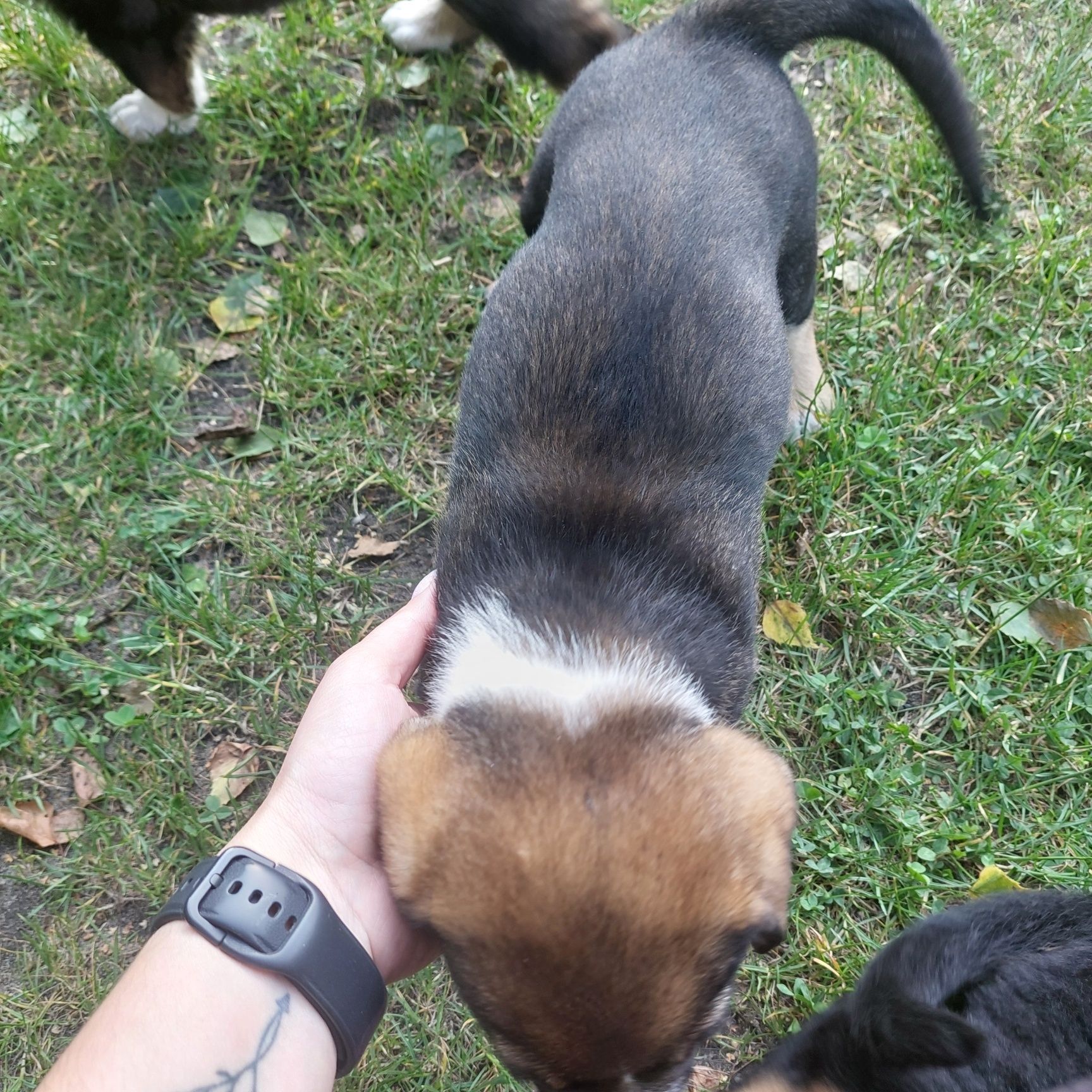 Oddam pieski za darmo