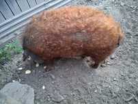 Swinia mangalica