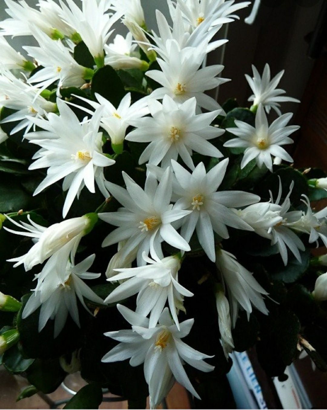 Продам молодой белый рипсалидопсис. На первом фото пример цветения.