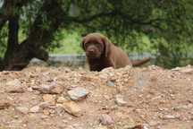 Labrador Retriever Chocolate Lop e Afixo
