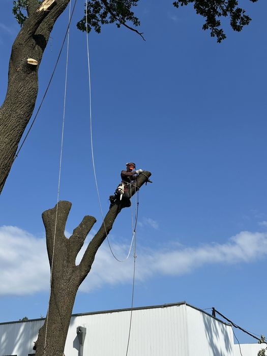 Зрізати дерево, зпиляти дерево