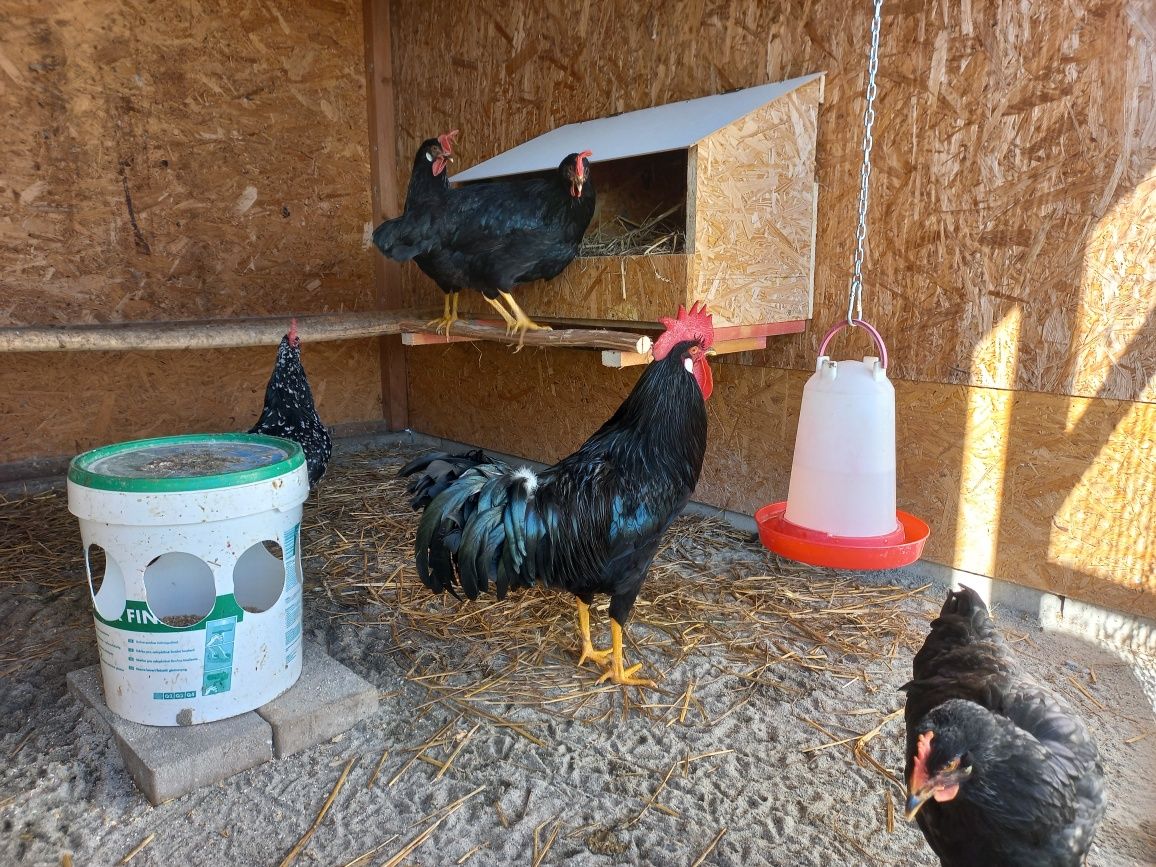 Jaja lęgowe Marans Australorp Amrock Legbar cream Lakenferder  Vorwerk