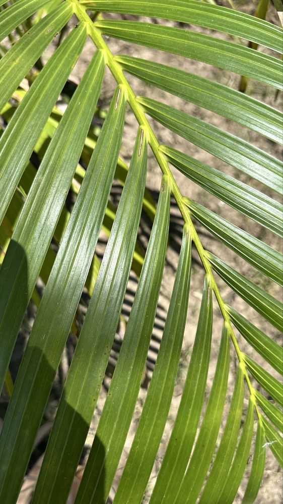 Palmeira Howea fosteriana