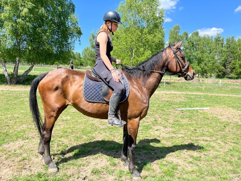 Klacz rasy  sp ks główna 12lat