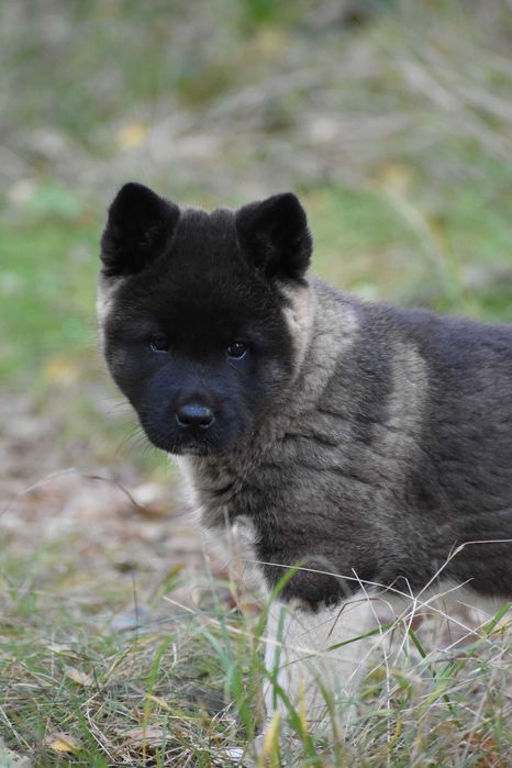 Akita amerykańska, Akity Amerykańskie - suczka ZKwP/FCI