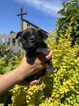 Piesek Chihuahua gotowy do odbioru