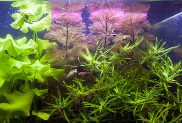 Zestaw XXLux roślin akwariowych styl Nature/Amano do dużego akwarium
