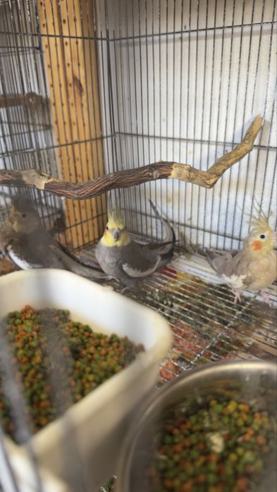 Vendo o meu plantel de aves