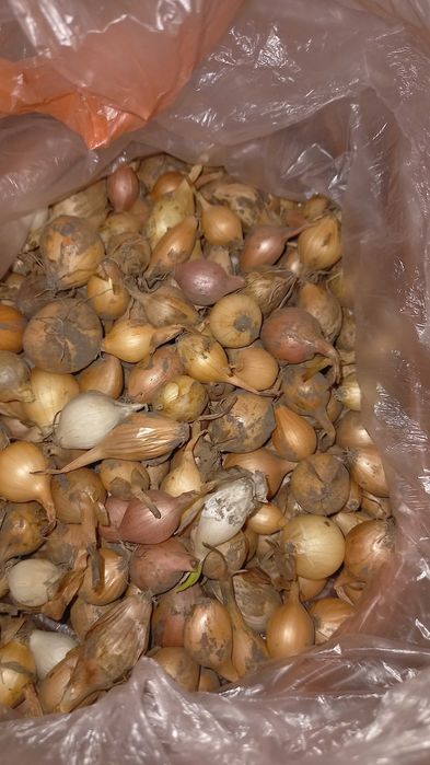 Продам озиму цибулю