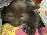 5 maluszków do pilnej adopcji
